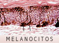 Melanocitos