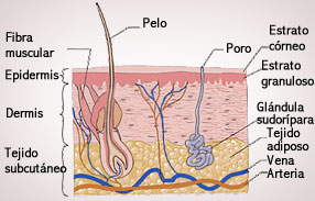 Estructura de la piel