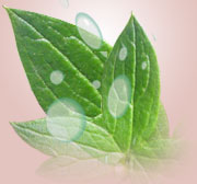Planta curativa para el tratamiento de vitiligo
