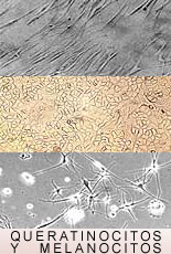 Queratinocitos y melanocitos